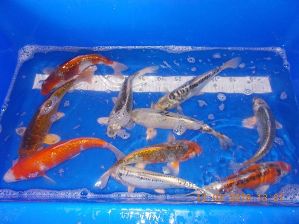 KOI mix from 25 to 30 cm